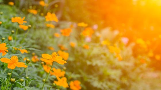 Flowers in the sun